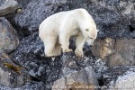 210903c_Hamiltonbukta_438_E