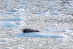 210830c_Lilliehookbreen_56_E
