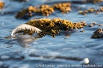 180919a_Hermansenoya_068_E
