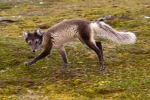 Bjørnøya, Bear Island, Bäreninsel