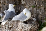 Bjørnøya, Bear Island, Bäreninsel: Langbukta, Dreizehenmöwen, Kittywakes