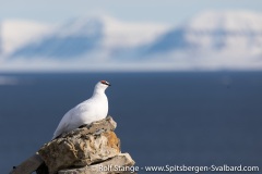 Gallery 1:Isfjord