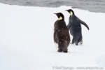 d3_emperor-penguins_24jan15_29