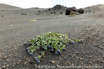 Jan Mayen