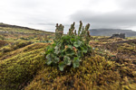 Jan Mayen