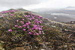 Jan Mayen