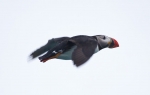 The puffin in Billefjord