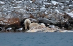 Polar Bear eating a whale (1)