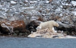 Polar Bear eating a whale (2)