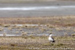 190711a_Tordenskjoldbukta_98