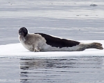 https://www.spitsbergen-svalbard.com/spitsbergen-information/wildlife/harp-seal.html