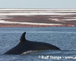 https://www.spitsbergen-svalbard.com/spitsbergen-information/wildlife/minke-whale.html