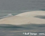 https://www.spitsbergen-svalbard.com/spitsbergen-information/wildlife/white-whale-beluga.html