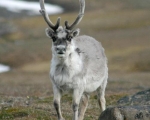 https://www.spitsbergen-svalbard.com/spitsbergen-information/wildlife/svalbard-reindeer.html