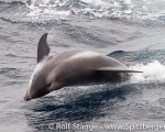 https://www.spitsbergen-svalbard.com/spitsbergen-information/wildlife/white-beaked-dolphin.html