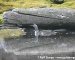 https://www.spitsbergen-svalbard.com/spitsbergen-information/wildlife/red-throated-diver.html