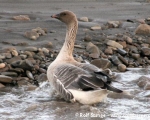 https://www.spitsbergen-svalbard.com/spitsbergen-information/wildlife/pink-footed-goose.html