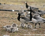 https://www.spitsbergen-svalbard.com/spitsbergen-information/wildlife/barnacle-goose.html