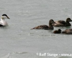 https://www.spitsbergen-svalbard.com/spitsbergen-information/wildlife/common-eider-duck.html