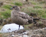 https://www.spitsbergen-svalbard.com/spitsbergen-information/wildlife/great-skua.html