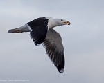 https://www.spitsbergen-svalbard.com/spitsbergen-information/wildlife/great-black-backed-gull.html