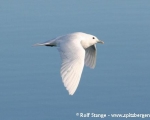 https://www.spitsbergen-svalbard.com/spitsbergen-information/wildlife/ivory-gull.html