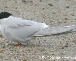 https://www.spitsbergen-svalbard.com/spitsbergen-information/wildlife/arctic-tern.html