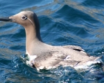 https://www.spitsbergen-svalbard.com/spitsbergen-information/wildlife/common-guillemot.html