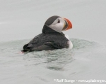 https://www.spitsbergen-svalbard.com/spitsbergen-information/wildlife/atlantic-puffin.html