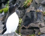 https://www.spitsbergen-svalbard.com/spitsbergen-information/wildlife/razorbill.html