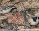 https://www.spitsbergen-svalbard.com/spitsbergen-information/wildlife/snow-bunting.html