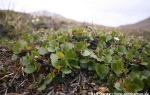 Dwarf birch (Betula nana)