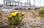 Snow buttercup (Ranunculus nivalis)