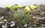 Svalbard poppy  (yellow)  (Papaver dahlianum)