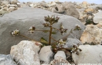 Scurvy grass  (Cochlearia officinalis oder C. groenlandica)