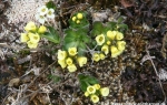 Whitlow grasses  (Draba spec)