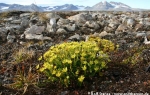 Yellow mountain saxifrage  (Saxifraga aizoides)