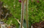 Snow saxifrage  (Saxifraga nivalis)