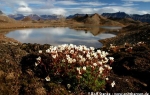 Tufted saxifrage  (Saxifraga cespitosa)