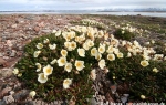 Mountain avens  (Dryas octopetala)