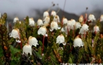 Arctic bell-heather (Cassiope tetragona)