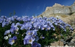 Boreal Jacob's ladder  (Polemonium boreale)