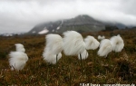 Arctic cottongrass  (Eriophorum scheuchzeri)