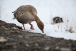 e5a_Longyearbyen_24Mai13_64