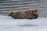 b7_Bearded_Seal_StJonsfj_20Jun06_20