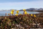 c1_Tordenskioldbukta_02Aug09_04