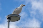 220809b_Ny-Alesund_18_E