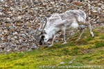 220710b_Skansbukta_178_E