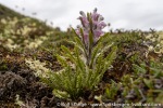 220713b_Blomesletta_31_E