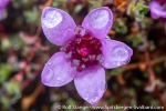 220713b_Blomesletta_40_E